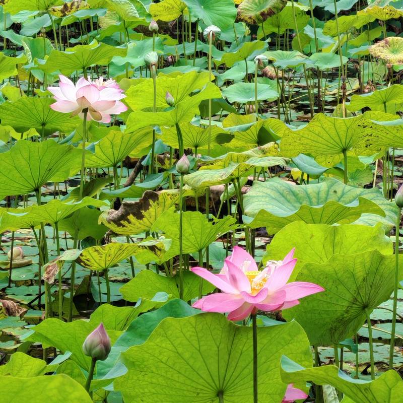 Lotus pond at Kepayang Hill, Seremban