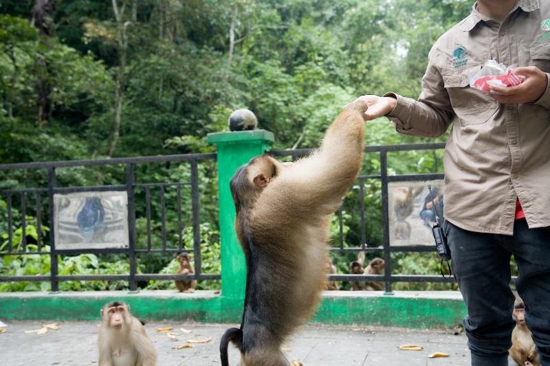 Sibaganding Monkey Park, Lake Toba Berastagi Medan Itinerary