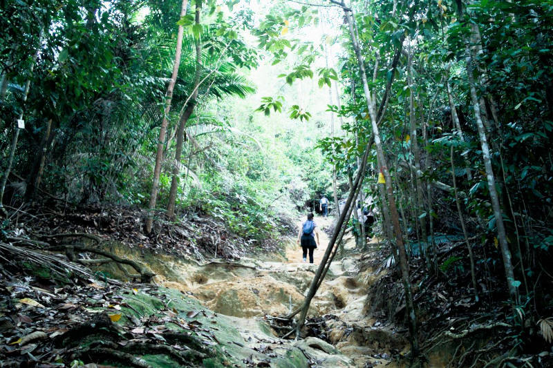 gradual walk through lush forest.