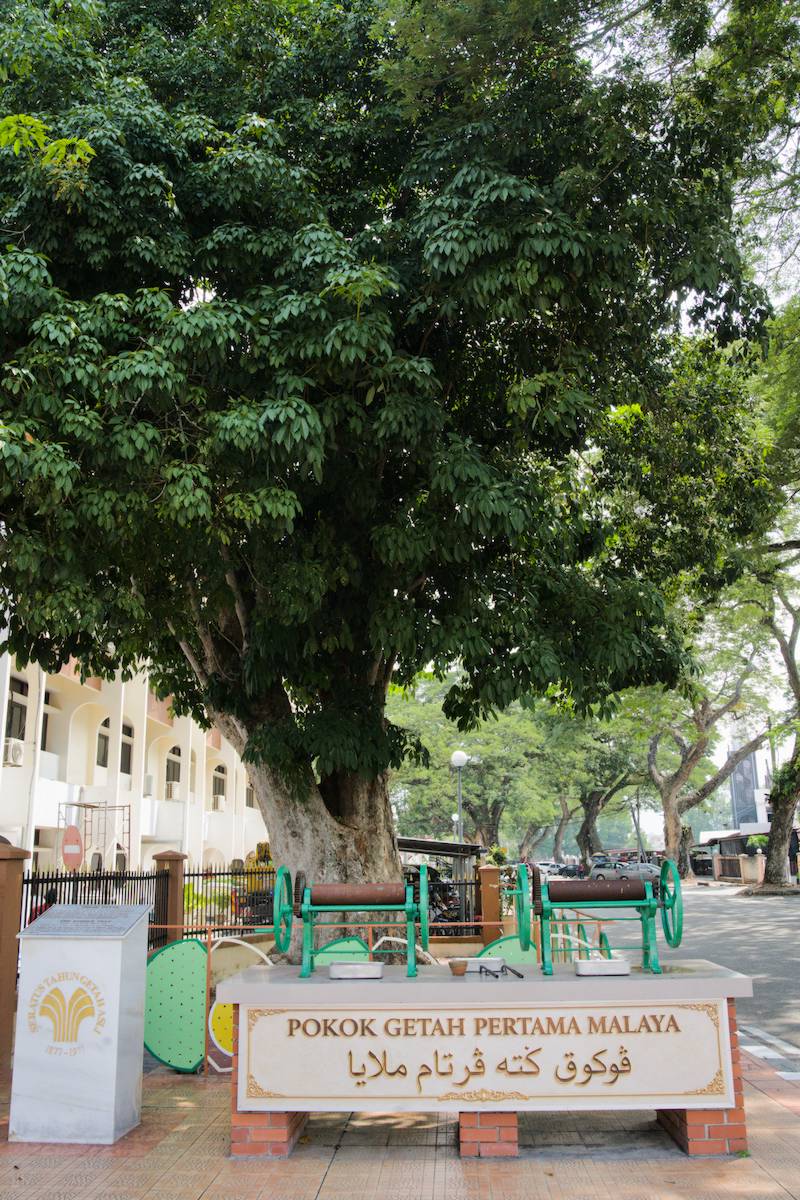The Oldest Rubber Tree in Malaysia. Things to Do in Kuala Kangsar Malaysia
