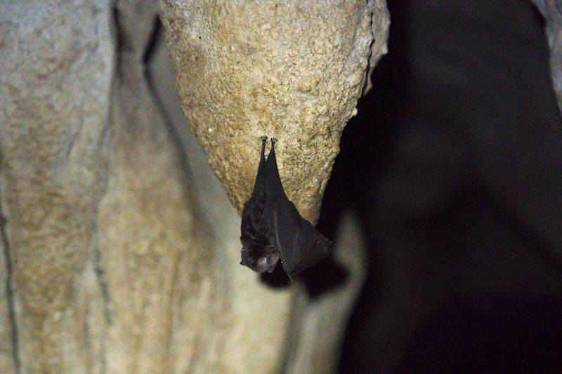 Gua Gelap: The Dark Cave at Dabong, Kelantan, bats