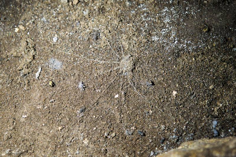 The trapdoor spider