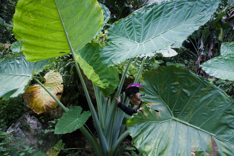 the huge leaves near to the entrance