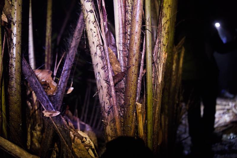 Beware of thorns if you need to grab onto any support.
