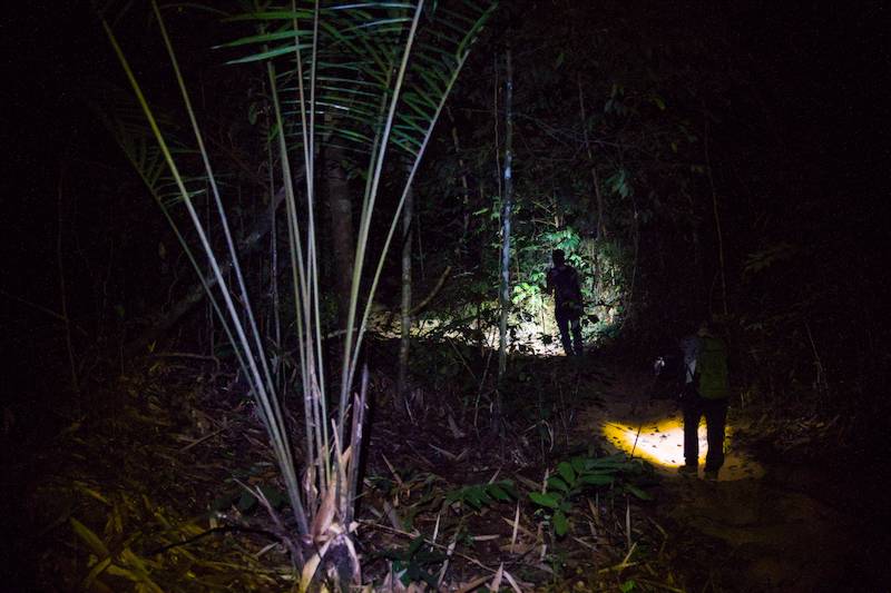 Hiking with a headlamp at Gunung Stong.
