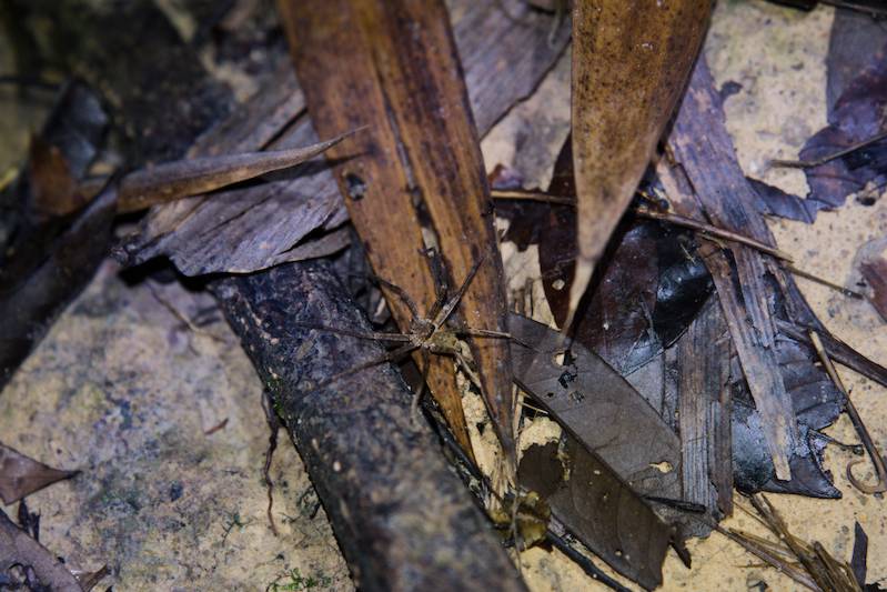 Giant spider on the Gunung Stong hiking trail.
