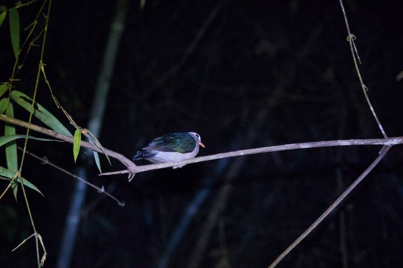 An Asian Emerald Dove is spotted on an overhanging tree branch.
