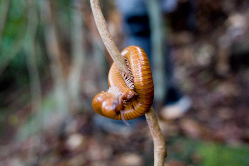 Millipedes  foound along the way to the top of the hill
