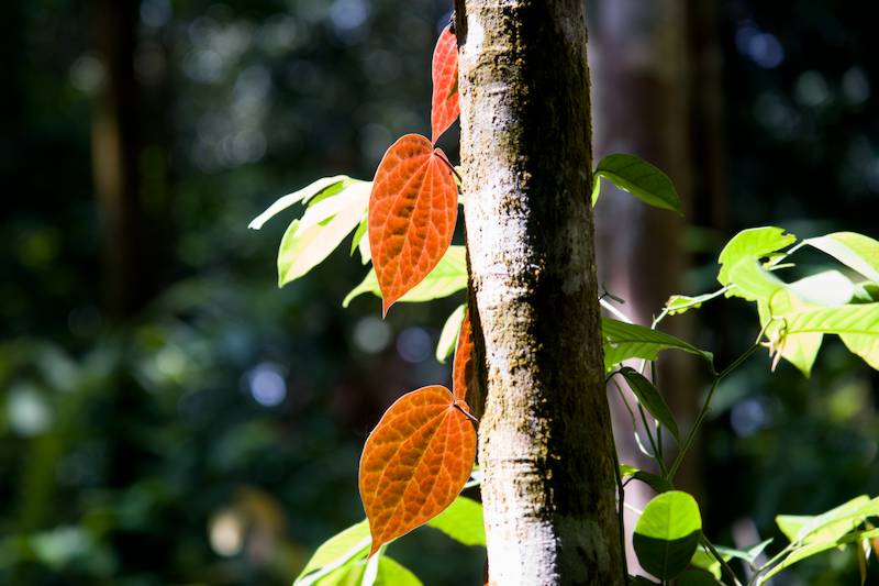 beautiful leaves along the hiking trail
