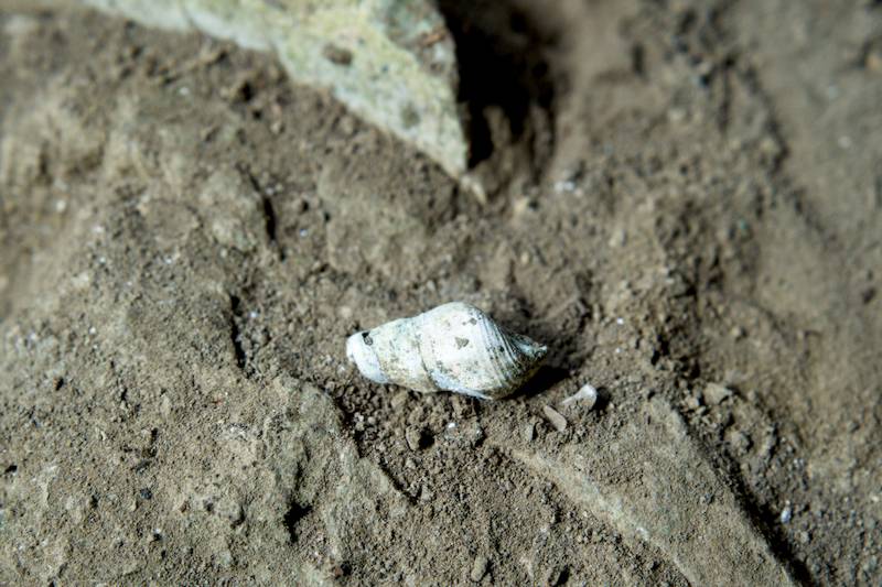 Caves of Lenggong at Bukit Kepala Gajah fossil